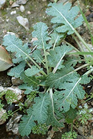 Salvia verbenaca \ Eisenkraut-Salbei / Wild Clary, Rhodos Tsambika 30.3.2019