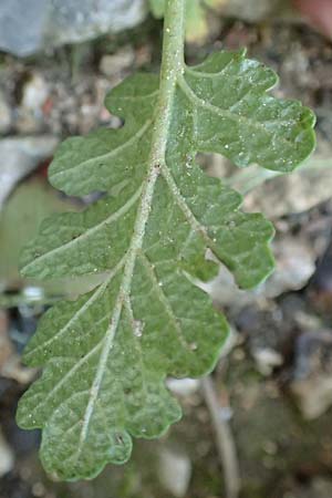 Salvia verbenaca \ Eisenkraut-Salbei / Wild Clary, Rhodos Tsambika 30.3.2019