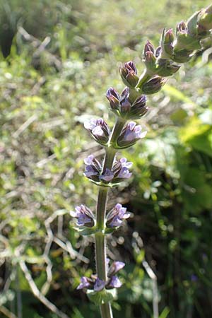 Salvia verbenaca \ Eisenkraut-Salbei / Wild Clary, Rhodos Embona 31.3.2019
