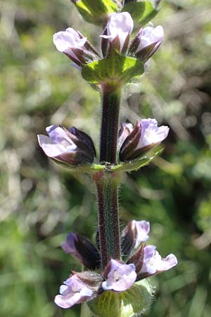 Salvia verbenaca \ Eisenkraut-Salbei / Wild Clary, Rhodos Embona 31.3.2019