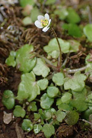 Saxifraga hederacea \ Efeubl&auml;ttriger Steinbrech / Ivy-Leaved Saxifrage, Rhodos/Rhodes Attaviros 23.3.2023