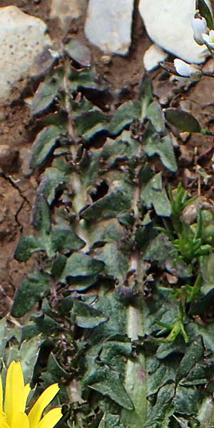 Taraxacum hellenicum \ Griechischer L�wenzahn / Greek Dandelion, Rhodos/Rhodes Attaviros 23.3.2023