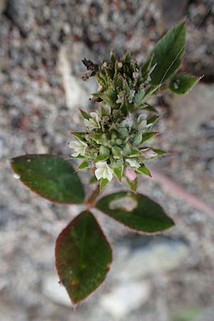 Trifolium spumosum \ Schaum-Klee / Bladder Clover, Rhodos/Rhodes Apolakkia 3.4.2019