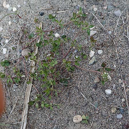 Trifolium spumosum \ Schaum-Klee / Bladder Clover, Rhodos/Rhodes Apolakkia 3.4.2019