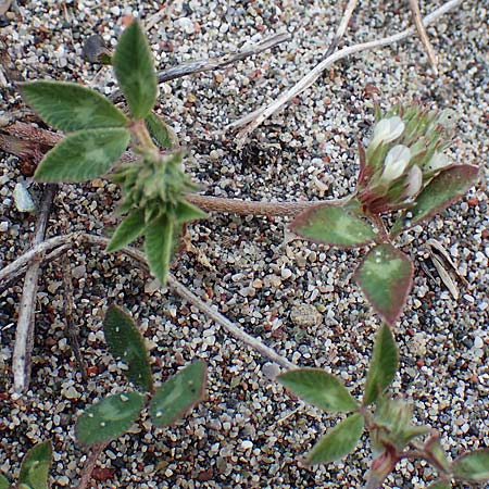 Trifolium spumosum \ Schaum-Klee / Bladder Clover, Rhodos/Rhodes Apolakkia 3.4.2019