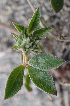 Trifolium spumosum \ Schaum-Klee / Bladder Clover, Rhodos/Rhodes Apolakkia 3.4.2019