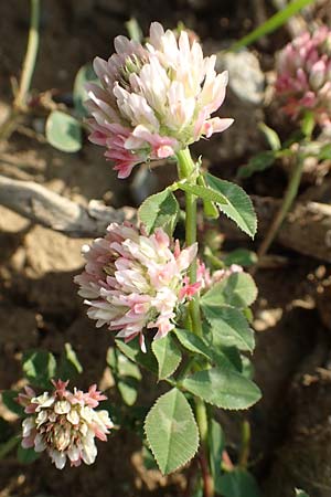 Trifolium spumosum \ Schaum-Klee / Bladder Clover, Rhodos/Rhodes Lahania 3.4.2019