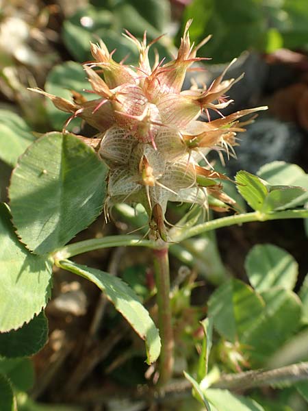 Trifolium spumosum \ Schaum-Klee / Bladder Clover, Rhodos/Rhodes Lahania 3.4.2019