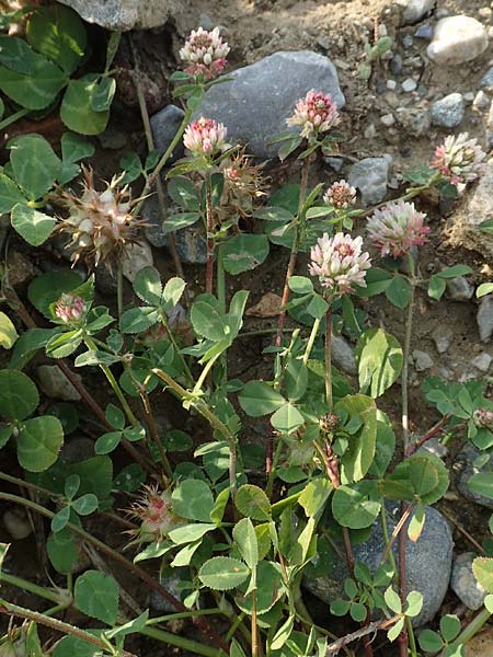Trifolium spumosum \ Schaum-Klee / Bladder Clover, Rhodos/Rhodes Lahania 3.4.2019