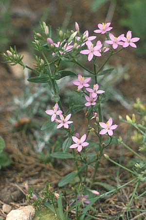 Centaurium pulchellum \ Kleines Tausendgldenkraut / Branched Centaury, Rhodos Kallithea Terme 6.5.1987