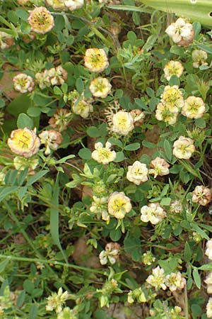 Trifolium campestre \ Gelber Acker-Klee, Feld-Klee / Hop Trefoil, Rhodos Prasonisi 1.4.2019