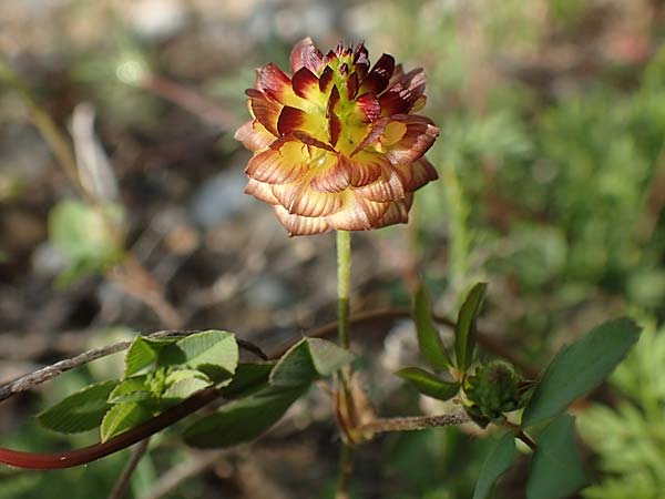 Trifolium campestre \ Gelber Acker-Klee, Feld-Klee / Hop Trefoil, Rhodos Lahania 3.4.2019