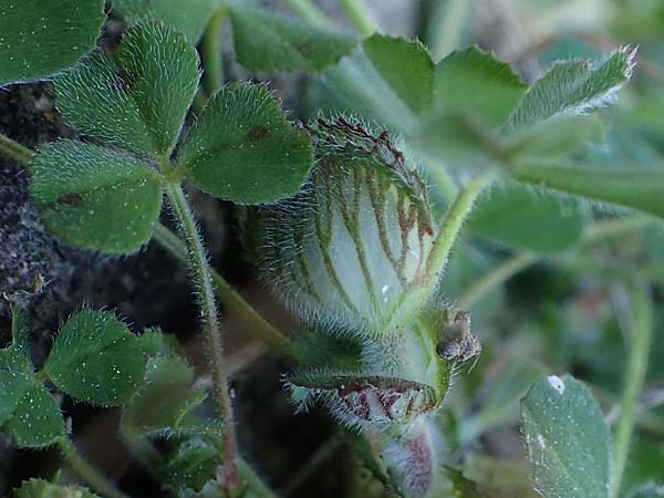 Trifolium cherleri \ Cherlers Klee / Cherler's Clover, Hairy Clover, Rhodos/Rhodes Moni Kamiri 19.3.2023