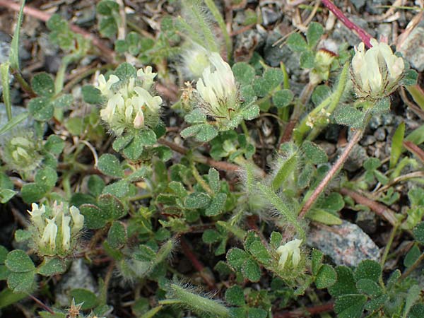 Trifolium cherleri \ Cherlers Klee / Cherler's Clover, Hairy Clover, Rhodos/Rhodes Archangelos 24.3.2023