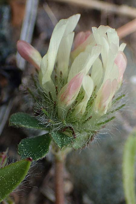Trifolium cherleri \ Cherlers Klee / Cherler's Clover, Hairy Clover, Rhodos/Rhodes Archangelos 24.3.2023