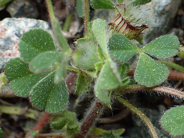 Trifolium cherleri \ Cherlers Klee / Cherler's Clover, Hairy Clover, Rhodos/Rhodes Archangelos 24.3.2023