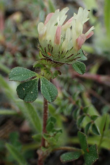 Trifolium cherleri \ Cherlers Klee / Cherler's Clover, Hairy Clover, Rhodos/Rhodes Archangelos 24.3.2023