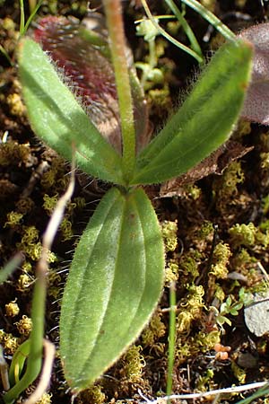 Tuberaria guttata \ Geflecktes Sandrschen / Spotted Rock-Rose, Rhodos Moni Artamiti 16.3.2023
