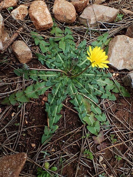 Taraxacum hellenicum \ Griechischer L�wenzahn / Greek Dandelion, Rhodos/Rhodes Akramitis 21.3.2023