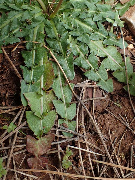 Taraxacum hellenicum \ Griechischer L�wenzahn / Greek Dandelion, Rhodos/Rhodes Akramitis 21.3.2023
