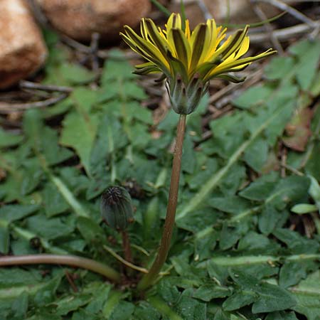 Taraxacum hellenicum \ Griechischer L�wenzahn / Greek Dandelion, Rhodos/Rhodes Akramitis 21.3.2023