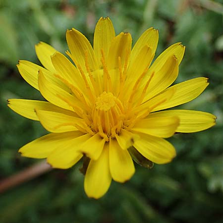 Taraxacum hellenicum \ Griechischer L�wenzahn / Greek Dandelion, Rhodos/Rhodes Akramitis 21.3.2023