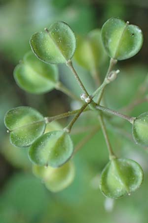 Microthlaspi perfoliatum \ hrchen-Kleintschelkraut, Stngelumfassendes Hellerkraut / Perfoliate Penny-Cress, Claspleaf Penny-Cress, Rhodos Profitis Ilias 2.4.2019