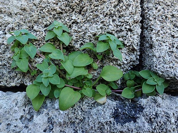 Theligonum cynocrambe \ Hundskohl / Dog's Cabbage, Rhodos/Rhodes Mount Smith 18.3.2023