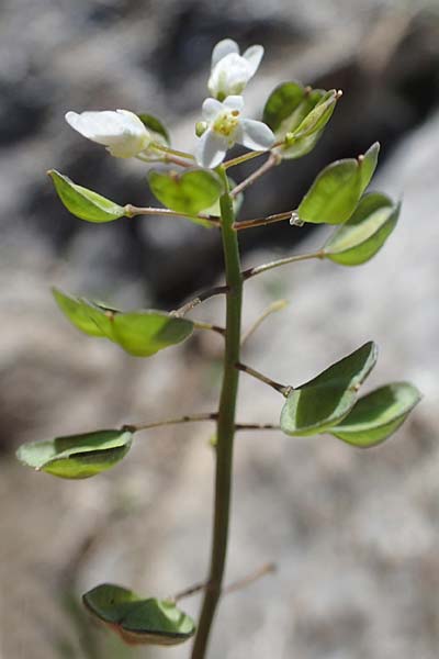 Microthlaspi natolicum subsp. gaillardotii \ Gaillardots Kleint�schelkraut / Gaillardot's Penny-Cress, Rhodos/Rhodes Skoutouljaris - Schlucht / Gorge 19.3.2023