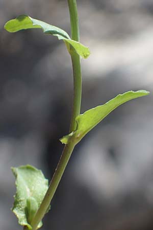 Microthlaspi natolicum subsp. gaillardotii \ Gaillardots Kleint�schelkraut / Gaillardot's Penny-Cress, Rhodos/Rhodes Skoutouljaris - Schlucht / Gorge 19.3.2023