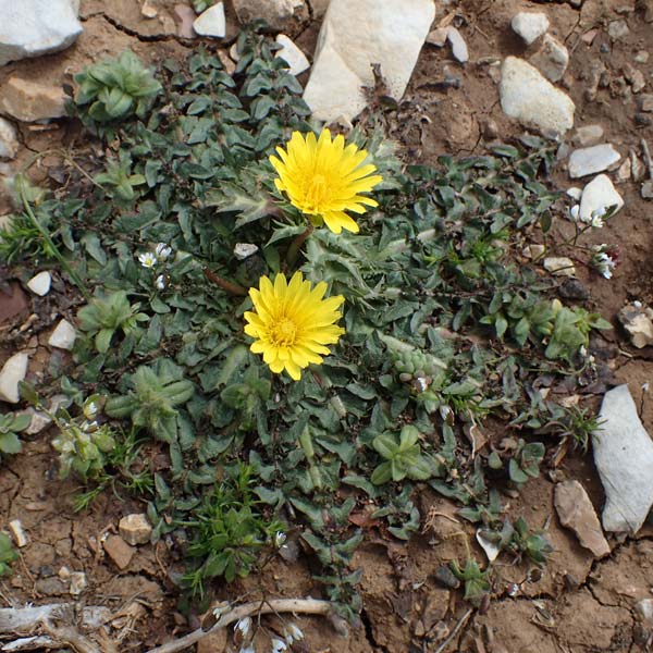 Taraxacum hellenicum \ Griechischer L�wenzahn / Greek Dandelion, Rhodos/Rhodes Attaviros 23.3.2023