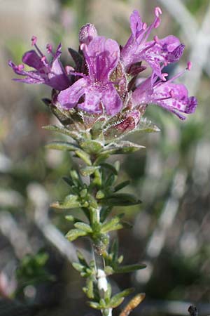 Thymbra capitata \ Kopfiger Thymian / Mediterranean Thyme, Rhodos Archangelos 26.3.2023