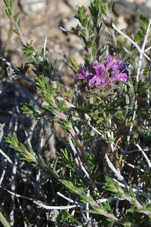 Thymbra capitata \ Kopfiger Thymian / Mediterranean Thyme, Rhodos Archangelos 26.3.2023