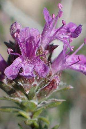 Thymbra capitata \ Kopfiger Thymian / Mediterranean Thyme, Rhodos Archangelos 26.3.2023