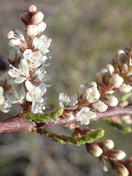 Tamarix parviflora \ Kleinbl&uuml;tige Tamariske / Smallflower Tamarisk, Rhodos/Rhodes Afandou 24.3.2019