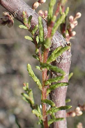 Tamarix parviflora \ Kleinbl&uuml;tige Tamariske / Smallflower Tamarisk, Rhodos/Rhodes Afandou 24.3.2019