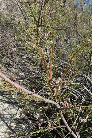 Tamarix parviflora \ Kleinbl&uuml;tige Tamariske / Smallflower Tamarisk, Rhodos/Rhodes Afandou 24.3.2019