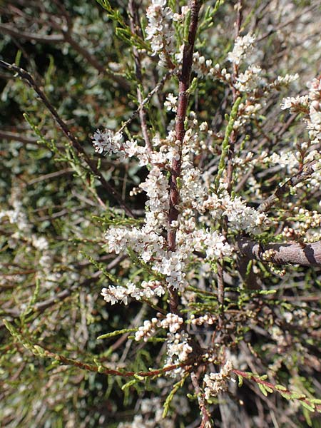 Tamarix parviflora \ Kleinbl&uuml;tige Tamariske / Smallflower Tamarisk, Rhodos/Rhodes Afandou 24.3.2019