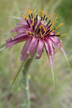 Tragopogon porrifolius subsp. eriospermus \ Wollsamiger Bocksbart, Rhodos Vati 5.4.2019