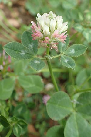 Trifolium spumosum \ Schaum-Klee / Bladder Clover, Rhodos/Rhodes Kattavia 1.4.2019