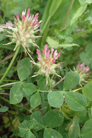 Trifolium spumosum \ Schaum-Klee / Bladder Clover, Rhodos/Rhodes Kattavia 1.4.2019