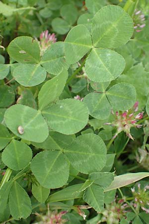 Trifolium spumosum \ Schaum-Klee / Bladder Clover, Rhodos/Rhodes Kattavia 1.4.2019