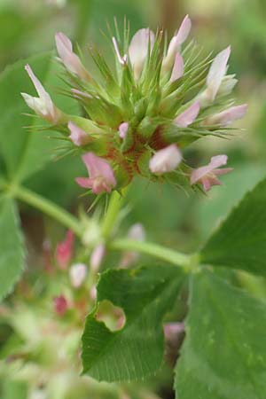 Trifolium spumosum \ Schaum-Klee / Bladder Clover, Rhodos/Rhodes Kattavia 1.4.2019