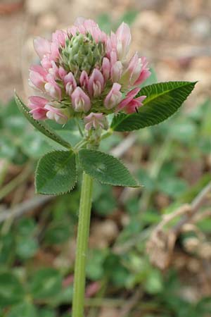 Trifolium spumosum \ Schaum-Klee / Bladder Clover, Rhodos/Rhodes Kattavia 1.4.2019