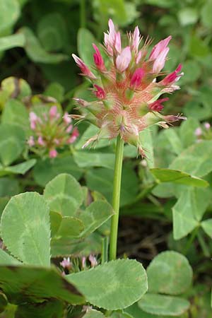 Trifolium spumosum \ Schaum-Klee / Bladder Clover, Rhodos/Rhodes Kattavia 1.4.2019