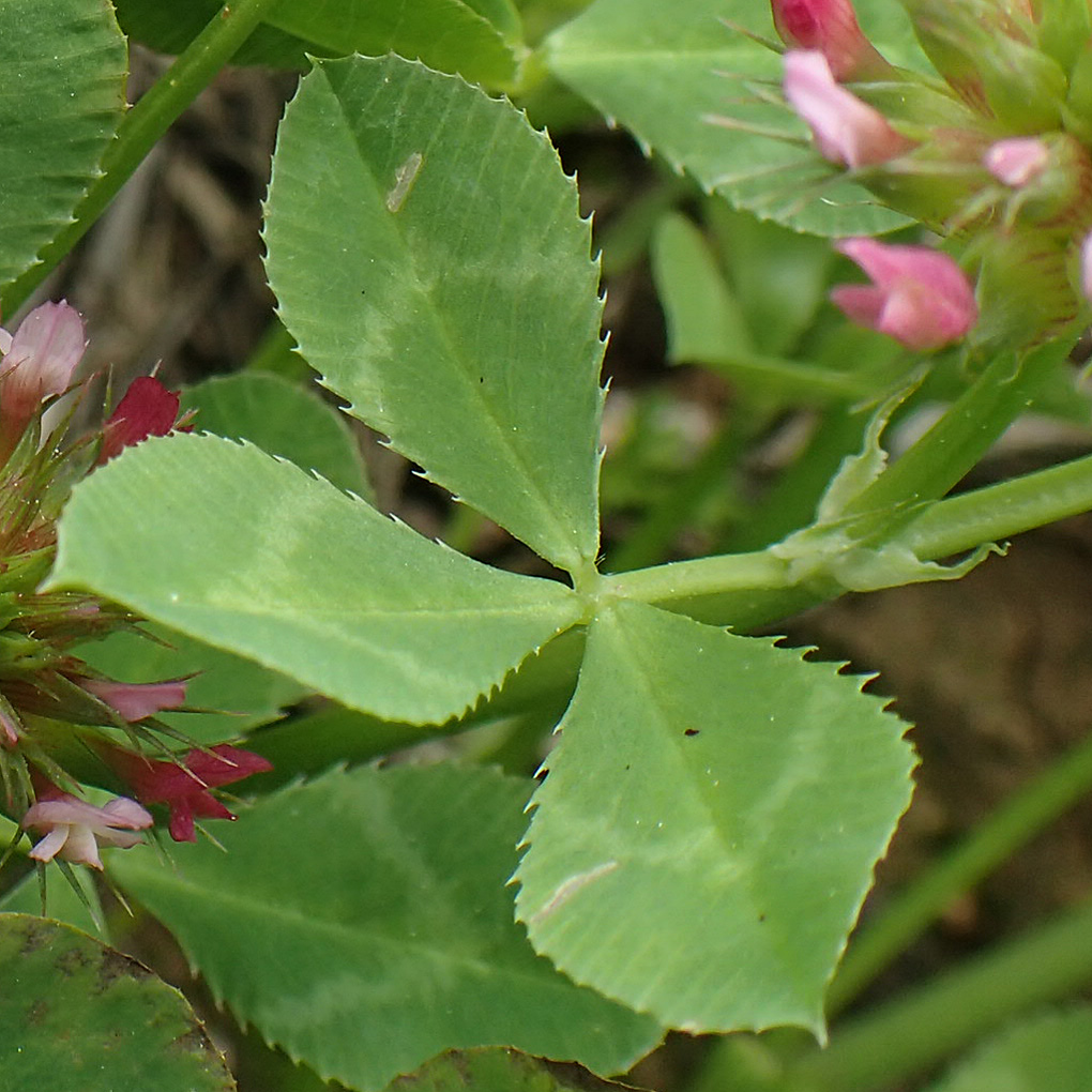 Trifolium spumosum \ Schaum-Klee / Bladder Clover, Rhodos/Rhodes Kattavia 1.4.2019