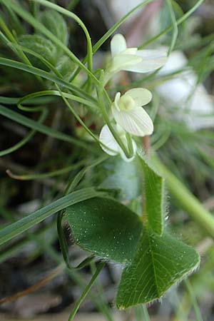 Trifolium uniflorum \ Einbl&uuml;tiger Klee / One-Flowered Clover, Rhodos/Rhodes Profitis Ilias 2.4.2019