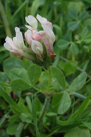 Trifolium clypeatum \ Schild-Klee / Helmet Clover, Shield Clover, Rhodos/Rhodes Archangelos 17.3.2023