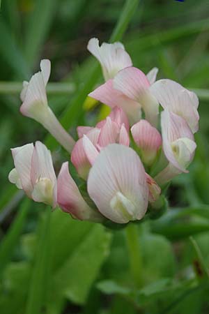 Trifolium clypeatum \ Schild-Klee / Helmet Clover, Shield Clover, Rhodos/Rhodes Archangelos 17.3.2023