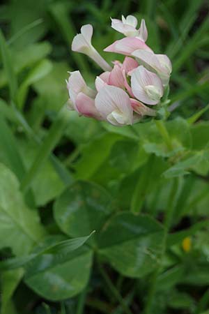 Trifolium clypeatum \ Schild-Klee / Helmet Clover, Shield Clover, Rhodos/Rhodes Archangelos 17.3.2023